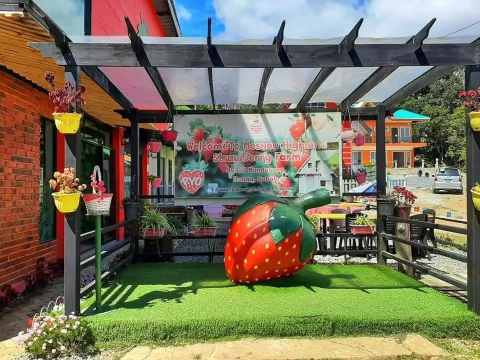 Ladang Strawberry Highland Mesilou: Pelarian Manis di Tanah Tinggi Kundasang