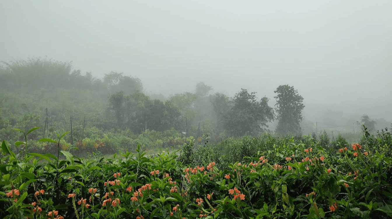 Sabah Tea Garden: Tempat Wajib Singgah Bila Ke Kundasang